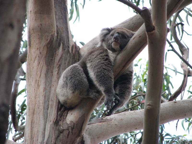 Sleepy Koala